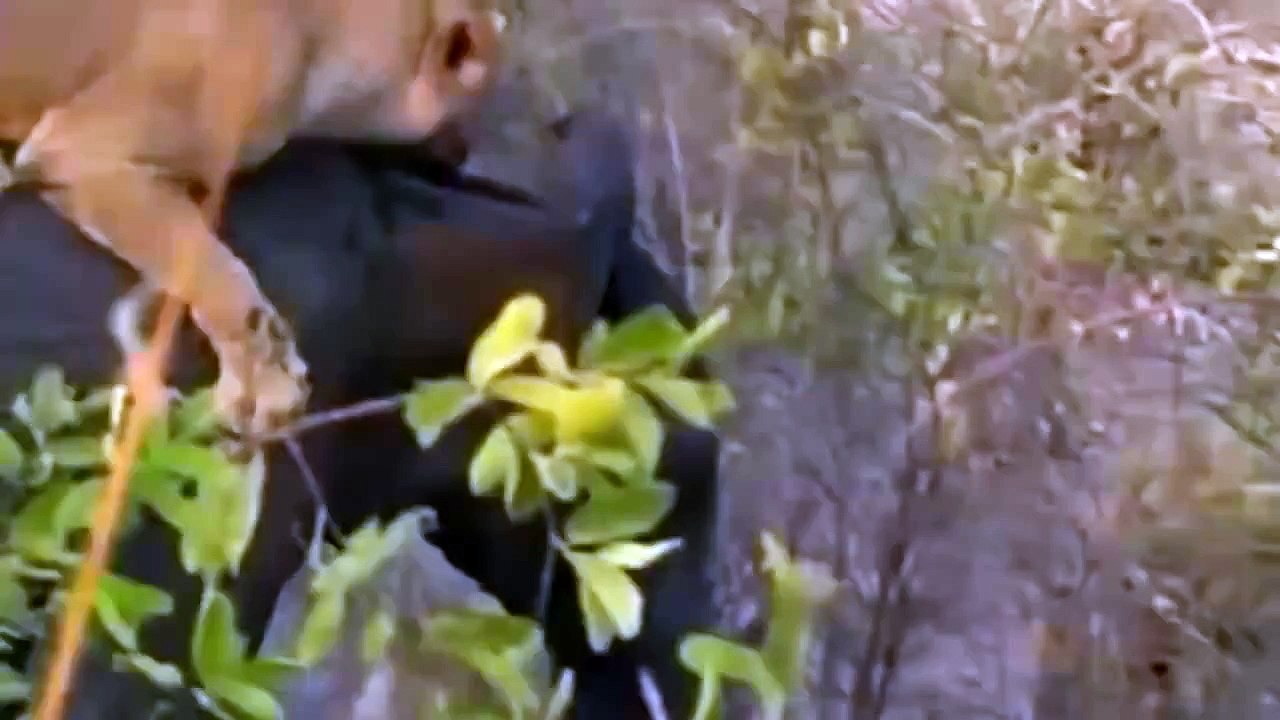 Lions vs Young Elephant - Who win?