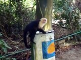 Manuel Antonio, Costa Rica Capuchin Monkey Hunting for the Goodies