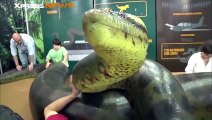 Découvrez le Titanoboa le plus gros serpent du monde