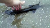 Insolite : des poissons-chats nagent dans les rues