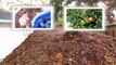 Free Urban Resources: Wood Chips To Build And Mulch The Soil