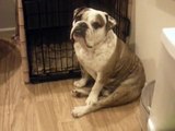 Chops- English Bulldog doesn't like being told 