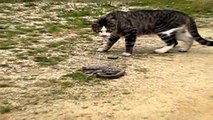 cat and snake fights new video