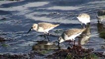 Western Sandpipers - Mission Bay - San Diego