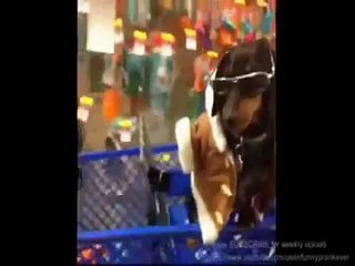 NHỮNG ĐỘNG VẬT HÀI HƯỚC NHẤT 2015   TOP FUNNY ANIMAL 2015 P2