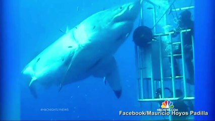 Say Hello to Deep Blue  ‘The Biggest Shark Ever Filmed’