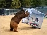 Japanese Gameshow Features A Bear And A Woman In A Cube