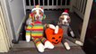 Cats and dogs wearing Halloween costumes   Funny and cute animal compilation 720p