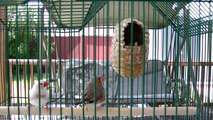 Two male zebra finches singing