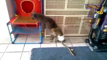 Monkeys annoying cats and dogs   Funny animal compilation 720p