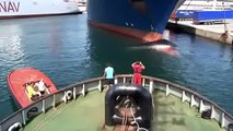 Une baleine retrouvée morte à la proue d'un cargo à Marseille