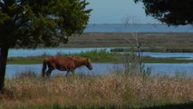 Best of Assateague Island National Seashore