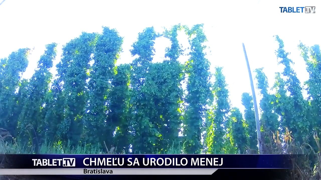 Tohtoročná úroda chmeľu bude pre horúčavy a sucho oveľa nižšia