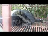 Orsi della Luna - Il recupero di un cucciolo in Vietnam Medio