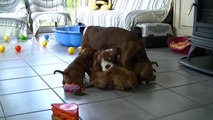 65ème vidéo Chiots de la 21ème portée de Staffordland