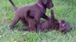 5-week-old chocolate lab puppies wrestling - Too cute!