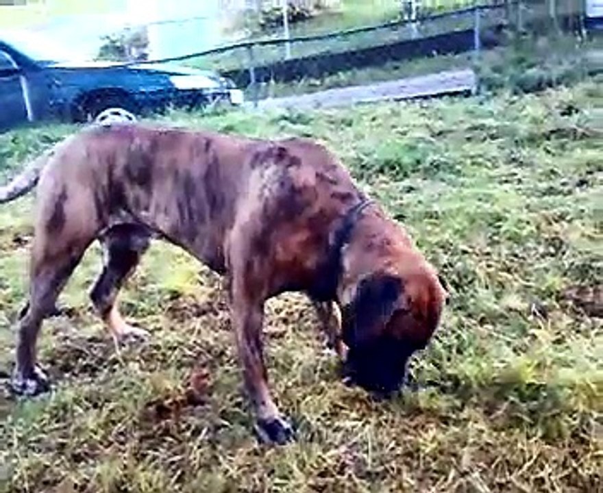 Dogo Canario playing around