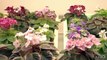 African violets for office and home | Penny Smith-Kerker | Central Texas Gardener