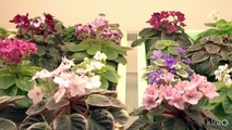 African violets for office and home | Penny Smith-Kerker | Central Texas Gardener