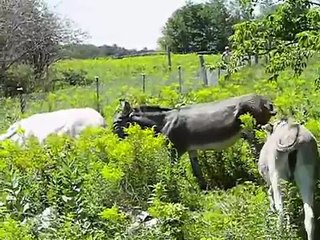 Plusieurs ânesses en chaleur avec l'étalon