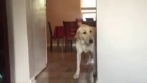 Un chien a peur de passer les portes