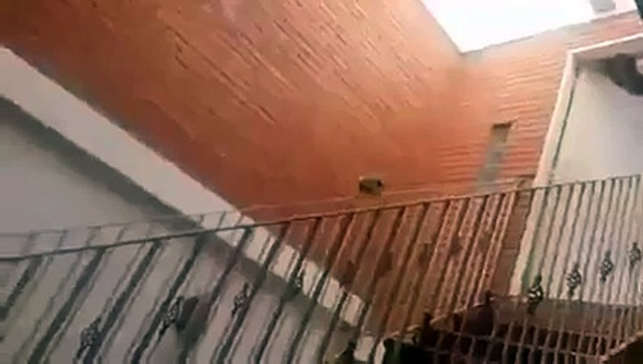 Quand un Perroquet s'amuse à faire du Toboggan sur une Rampe d'Escalier