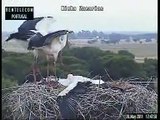 Bocianie bestie / Stork beasts - Portugal, Ninho Zacarias