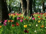 02 La primavera dei tulipani nel parco Sigurtà di Claudio Gobbetti_h264.avi