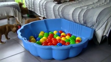 69ème vidéo Chiot n°2 Mâle de la 21ème portée de Staffordland