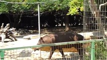 Tapir in Kiryat-Motzkin zoo