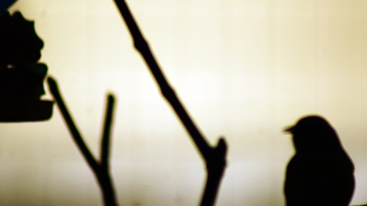 Pássaros silvestres livres na Praia da Enseada no Liotral Norte de SP, Brasil