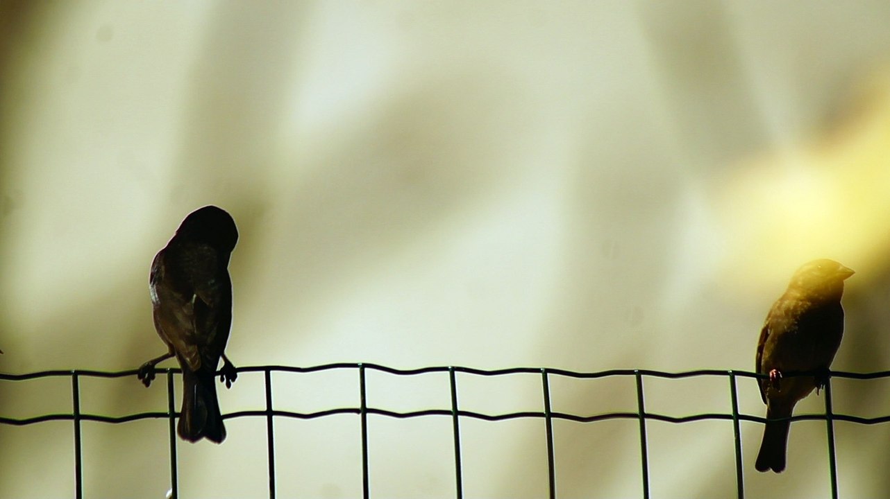 Pássaros silvestres livres na Praia da Enseada no Liotral Norte de SP, Brasil