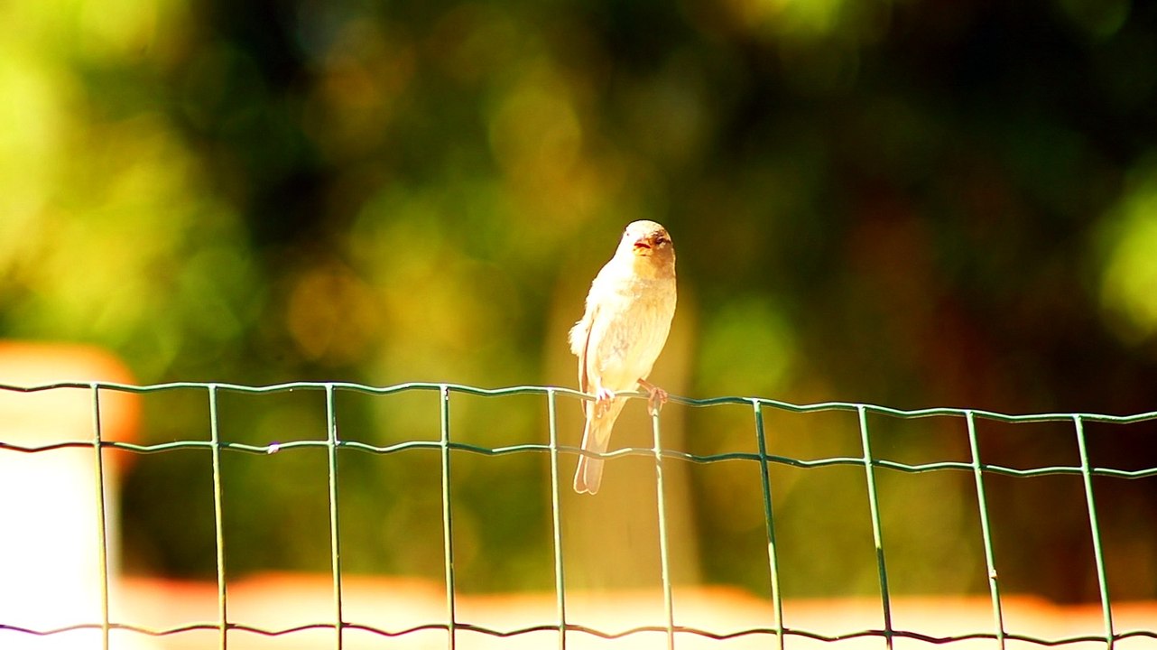 Pássaros silvestres livres na Praia da Enseada no Liotral Norte de SP, Brasil