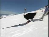 ski avestruz