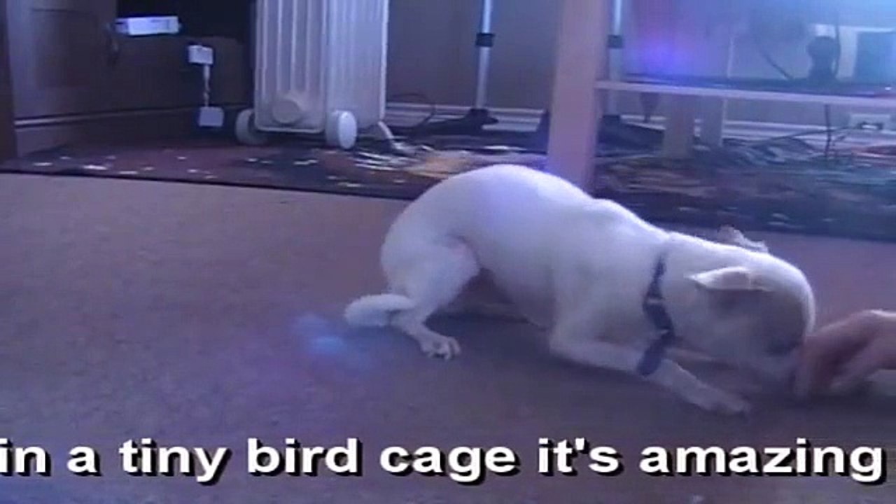 Doogle, Chihuahua, abused, neglected, mistreated, rescued, training