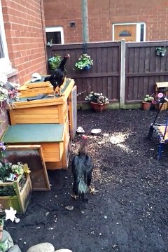 Madras Aseel x Shamo Bred to Perfection(born 06/06/11 (9 months old)