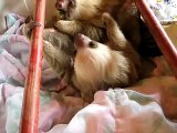 Aviarios del Caribe - Sloth Rescue Center - Baby Sloths
