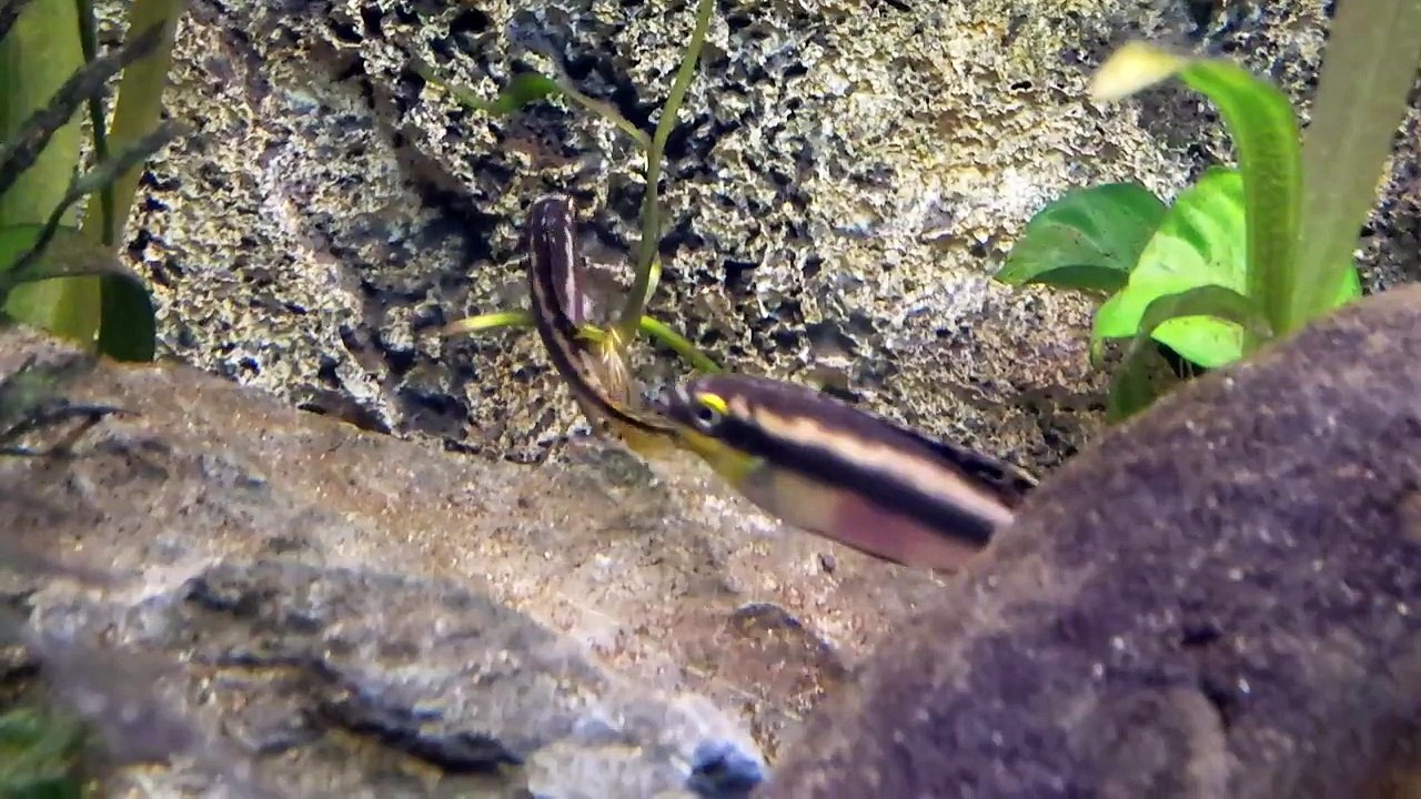 Pelvicachromis pulcher (wild) met jongen bij Aquarium Speciaalzaak Utaka
