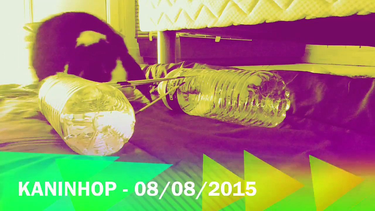 Kaninhop - 08/08/2015