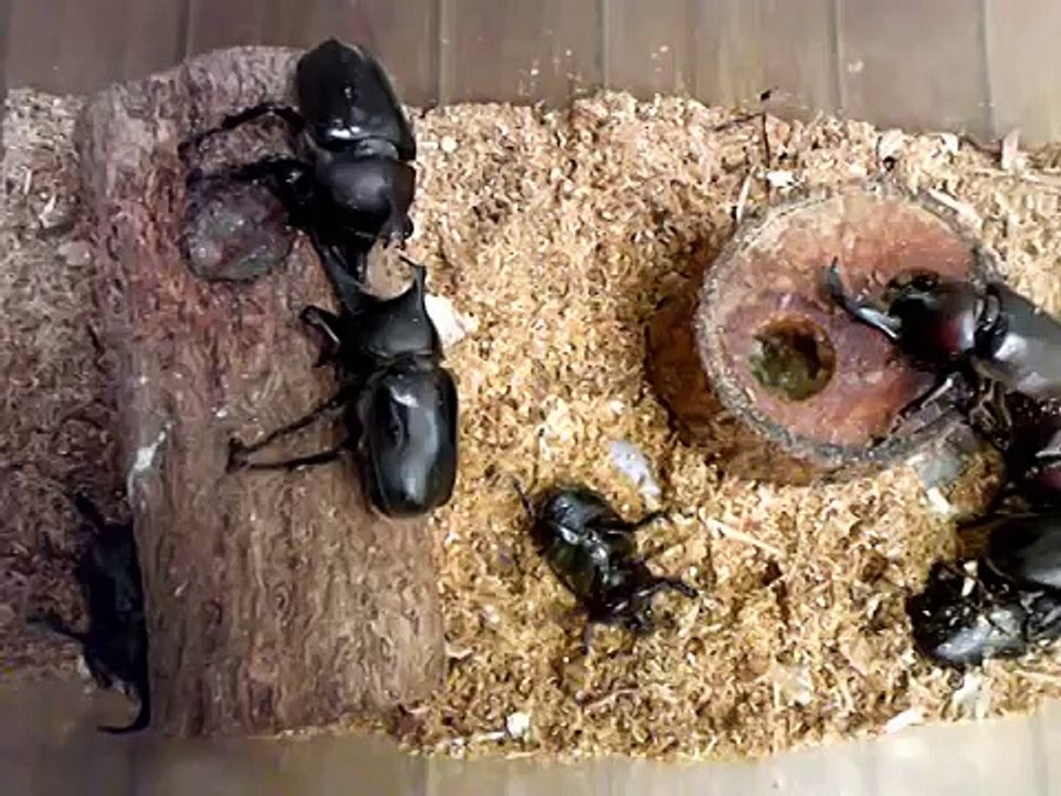 カブトムシVSカブトムシ