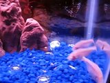 Feeding Time For Blind Cave Fish