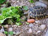 Tartaruga che mangia insalata
