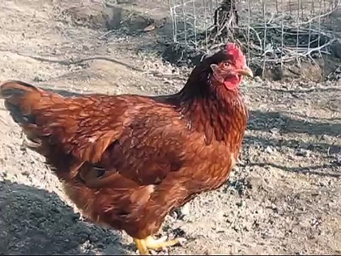 Rhode Island Red Chickens - Eating and Pecking