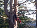 potature  in tree climbing arrampicata