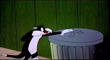 Boomerang Pet of the Week: Bumper #3