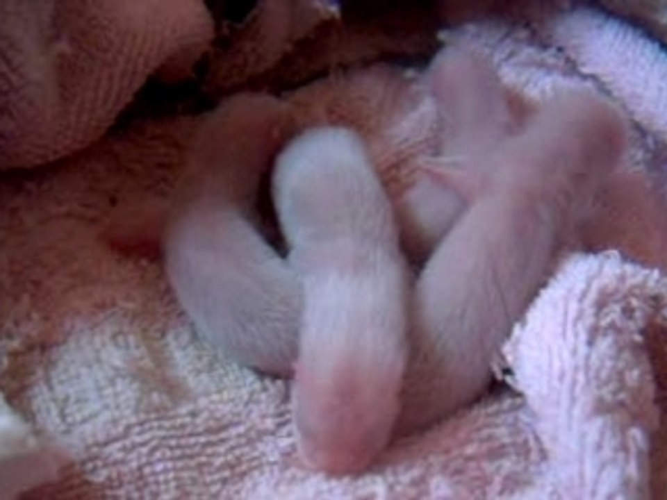 Furetons J+2