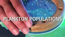 Plankton Populations Exhibit I Interactive Design at the Exploratorium