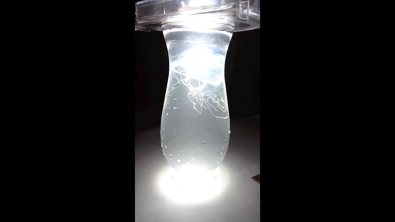Pet Box Jellyfish