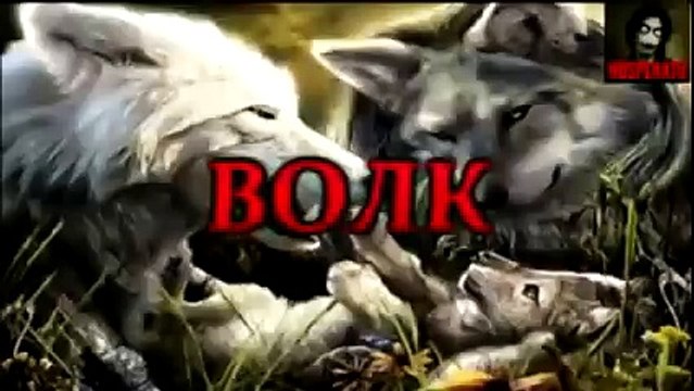 Волк отомстил, но отомстил без крови