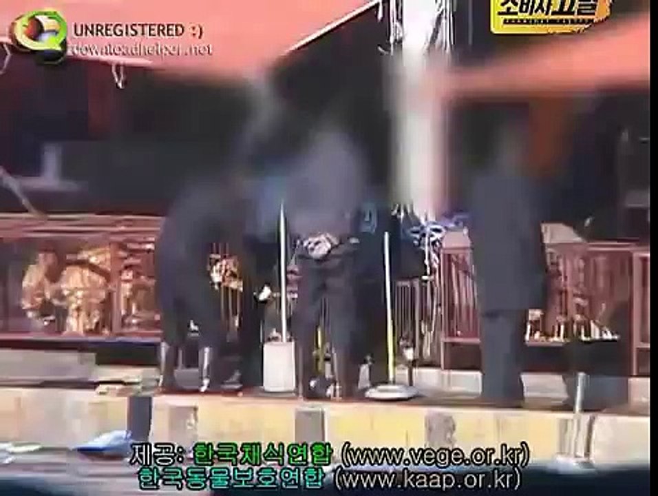 【韓国】猫犬食いSouth Korea's illegal cat capture, slaughter and sale
